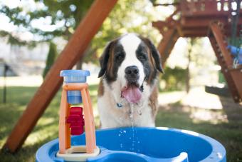 Dog drinking water from container at playground