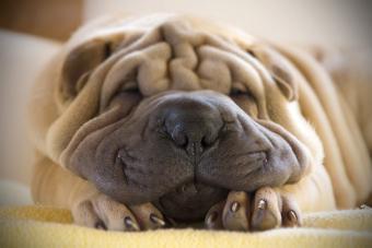 Shar Pei Sleeping On Bed