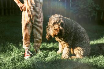 Child with an Ashamed Dog in a Garden