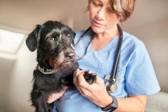 Veterinarian examining dog in pain