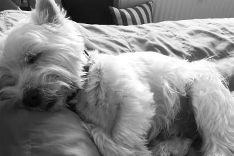 Close-Up Of Dog Relaxing On Bed