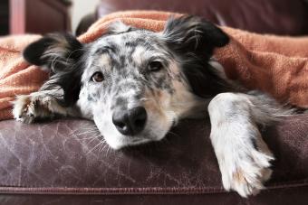 Dog blanket