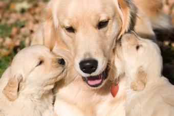 Golder retriever puppies with mother