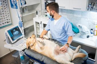 Veterinarian doing ultrasound