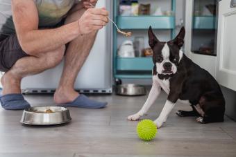 Man feeding his dog