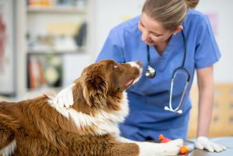 Veterinarian with a dog