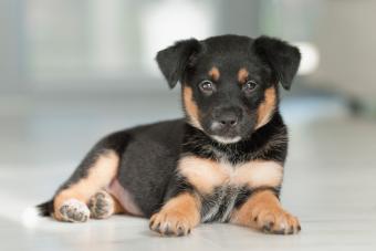 Rottweiler mix puppy