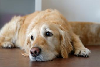 Golden Retriever lying on floor Seizure