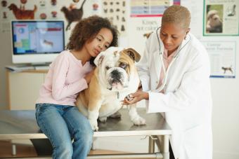 Girl Hugging Bulldog While Vet Exams Him Seizure
