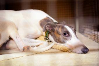 Greyhound resting in crate
