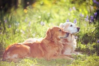 Two Golden Retrievers