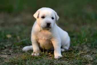 4-6 week puppy