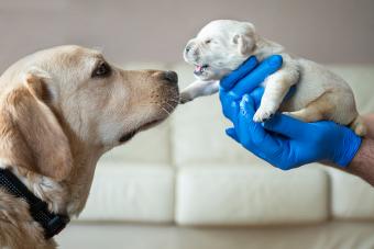 Newborn puppy with mother