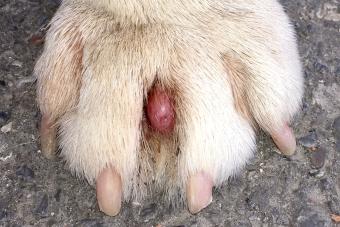 Follicular cyst on a dog's paw
