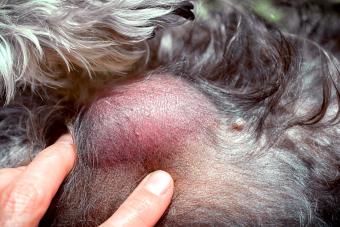 Veterinarian shows Lipoma on the dog's body