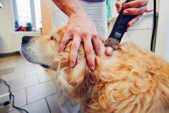 Veterinarian preparing the dog for surgery