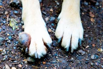 Tumor on front dog's leg