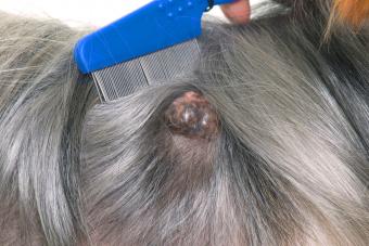 Abscess on dog