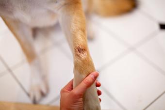Painful hot spot on dog's front paw