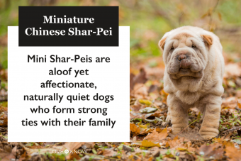 Miniature Chinese Shar-Pei breed