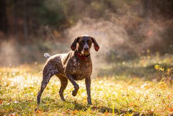 German shorthaired pointer hunting