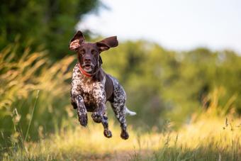 German shorthaired pointer running on field