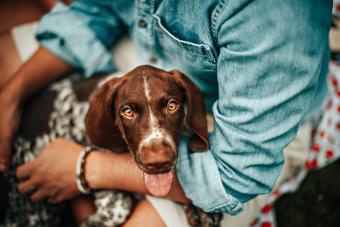 person holding German shorthaired pointer
