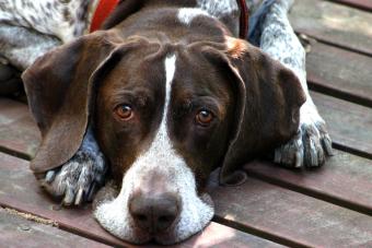 German Shorthaired Pointer