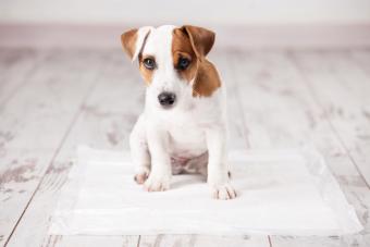 Puppy on absorbent litter