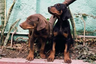 Doberman Puppies