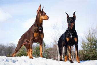 Doberman Pinscher Dogs Outdoors in Winter Snow