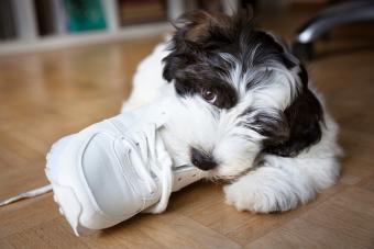 Inquisitive puppy chewing a sports shoe