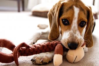 puppy plays with toy monkey
