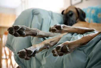 Great Dane dog sleeping on couch with paws hanging off