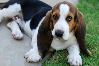 Bassett Hound in grass