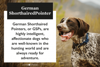 German Short-Haired Pointer characteristics