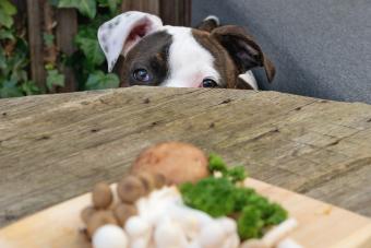 Dog looking at plate with mushrooms