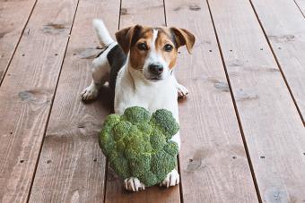 Dog lying with fresh green broccoli