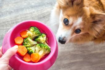 Hand of the owner with a bowl of broccoli for the dog