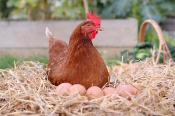 Chicken sitting with eggs in nest