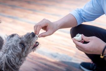 Feeding puppy with egg