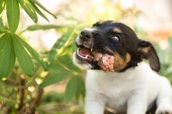 Cute dog puppy eating chicken neck