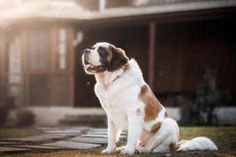 Dog sitting in front of a house