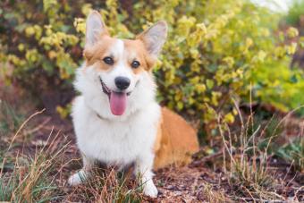 Pembroke corgis in autumn park