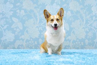 Corgi (Canis lupis familiaris) sitting in a blue room