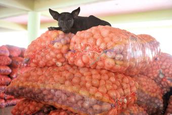 A dog rests on bags of onions at agriculture market
