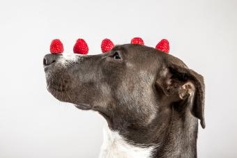 Dog with raspberries on his head