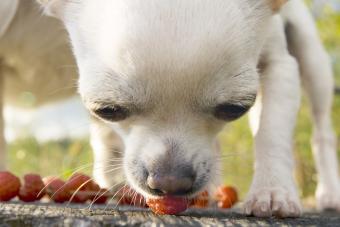 Chihuahua dog eating wild raspberries