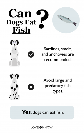 Can dogs eat fish infographic