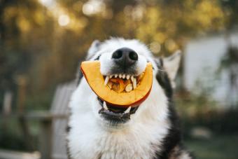 Dog Siberian Husky eating a pumpkin